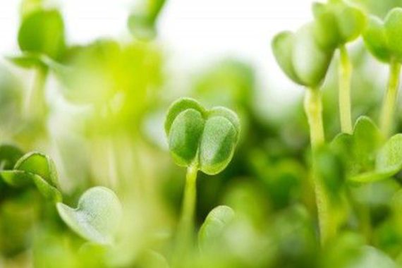 the importance of eating foods that are in season