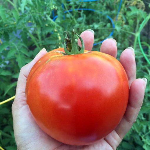 Tomatoes belong to the nightshade family of plants.