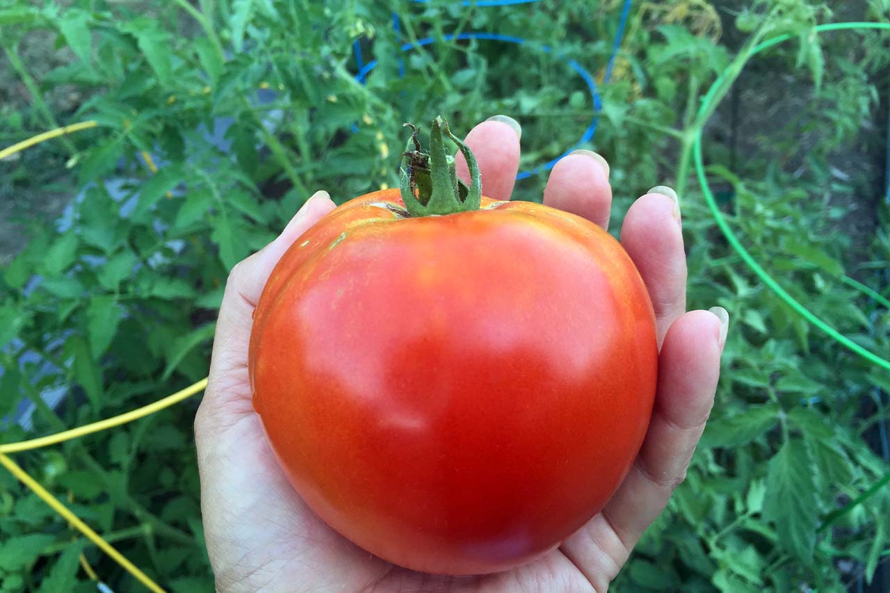 Tomatoes belong to the nightshade family of plants.
