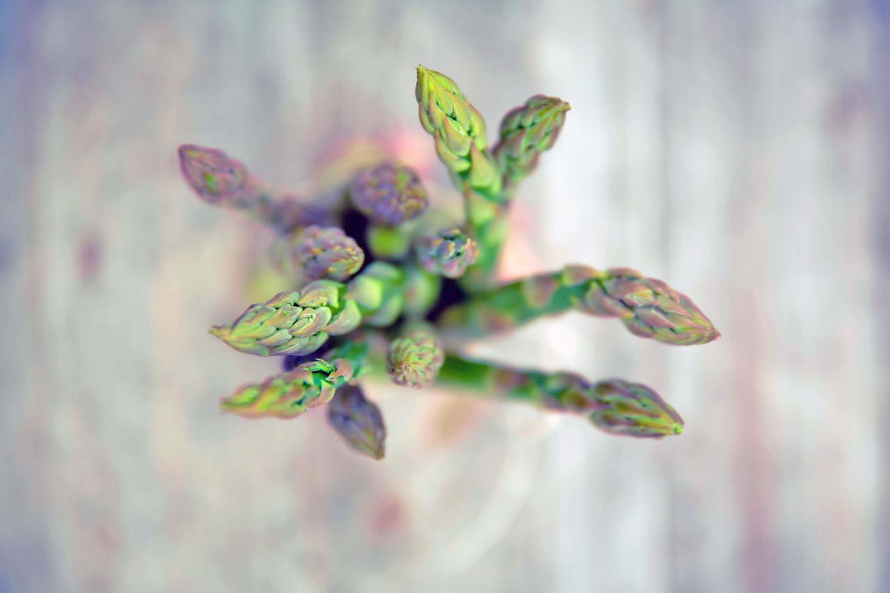 Spring is here and the asparagus crops are right around the corner.