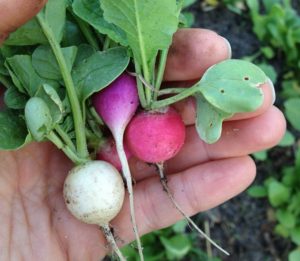 Radishes