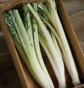 cardoons