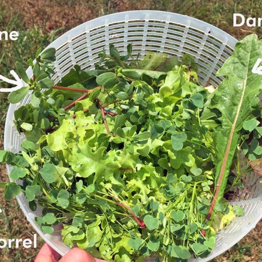 making a salad from greens I grew in my garden