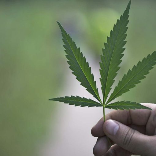 CBD is so popular right now