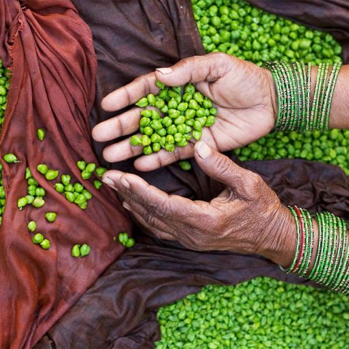 Our appetizer was “fresh cici beans” with a sesame dressing
