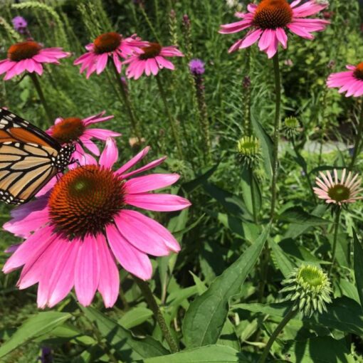 monarch in Wendys garden