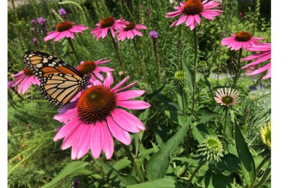 monarch in Wendys garden