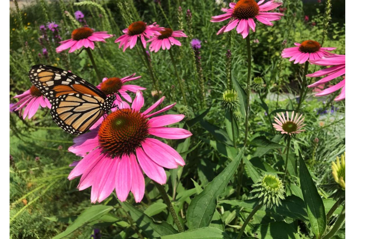 monarch in Wendys garden