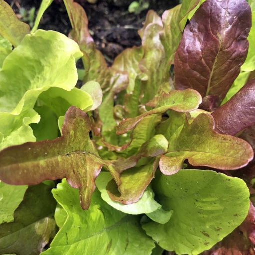 One color we so appreciate in spring is green.