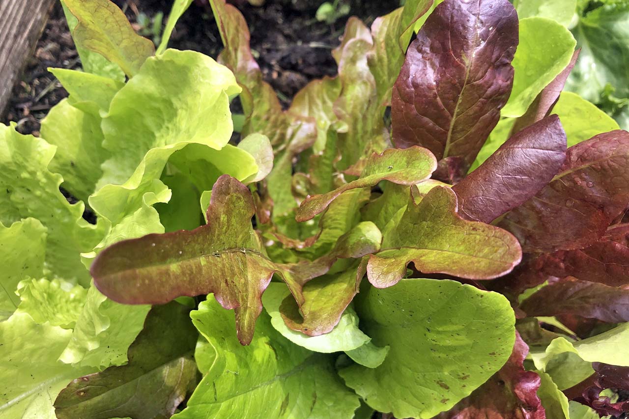 One color we so appreciate in spring is green.