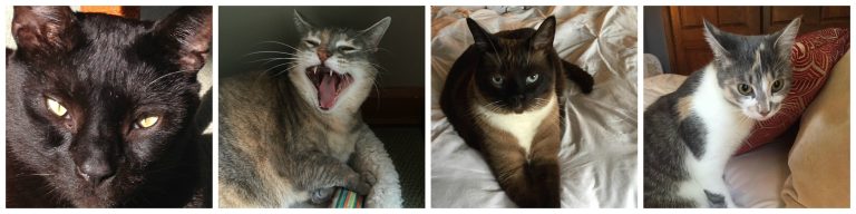 Wendy and Dana's Kitties