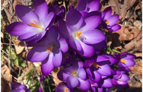 picture of crocuses