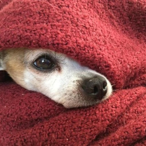 dog under covers