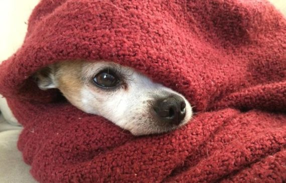 dog under covers