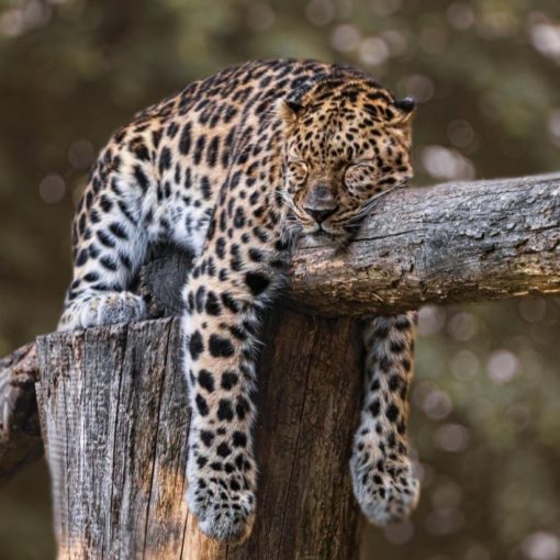 The Importance of Sleep