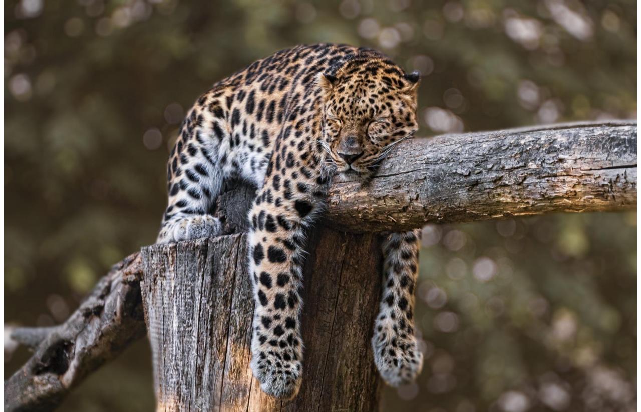 The Importance of Sleep