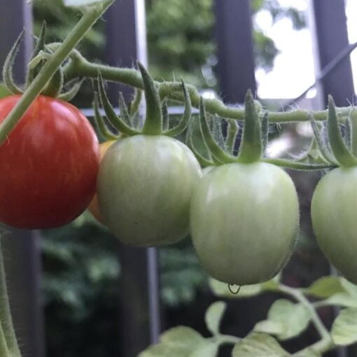 tomatoes on the vine