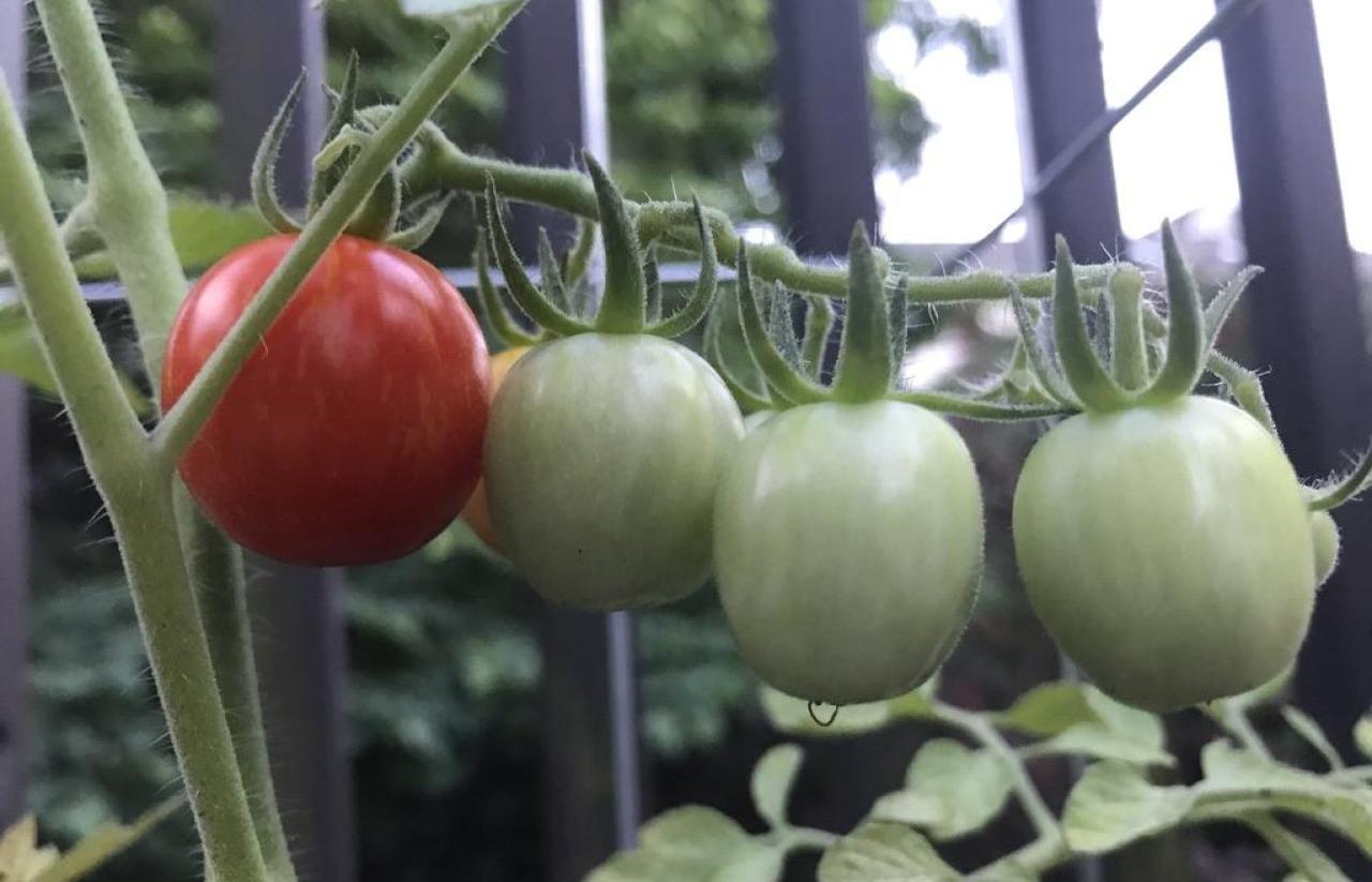 tomatoes on the vine