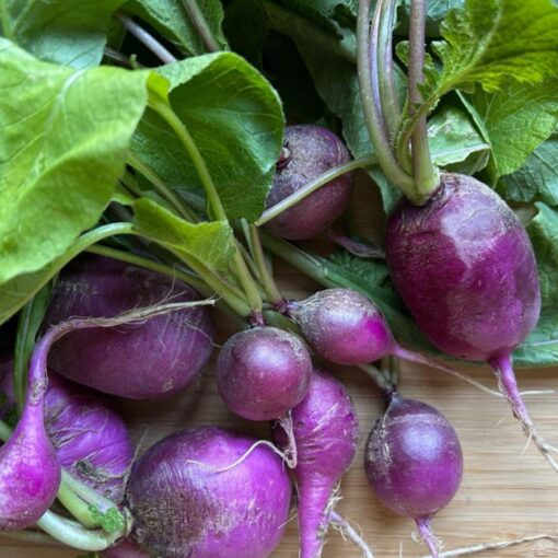 radish crop