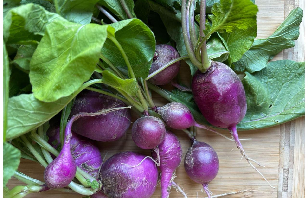 radish crop