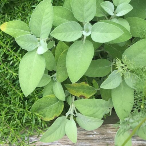 sage plant