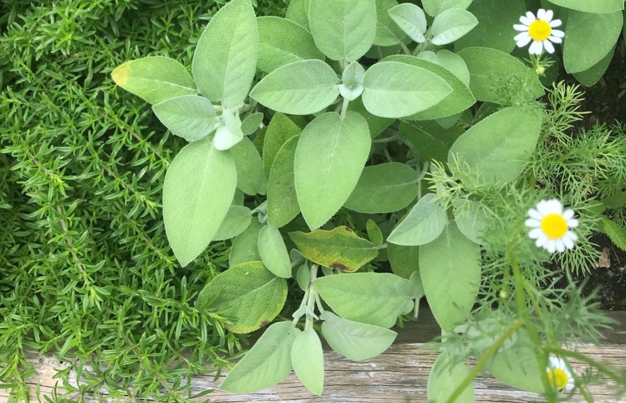 sage plant